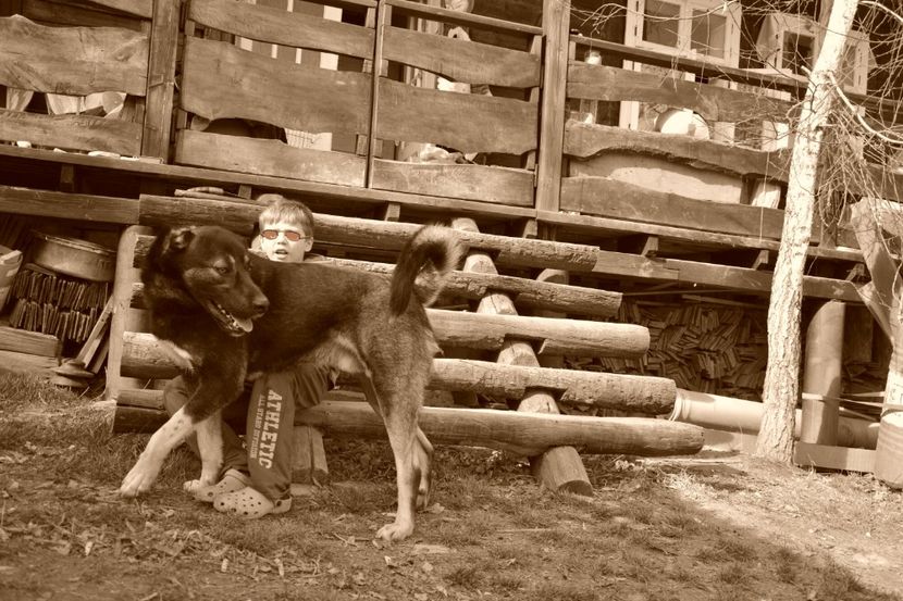 Tunet (11) - KANGAL- ciobanesc de Anatolia - avem catei disponibili 0744351924