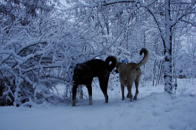 Tunet (18) - KANGAL- ciobanesc de Anatolia - avem catei disponibili 0744351924
