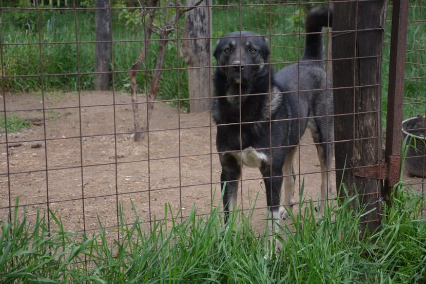 Tunet (52) - KANGAL- ciobanesc de Anatolia - avem catei disponibili 0744351924