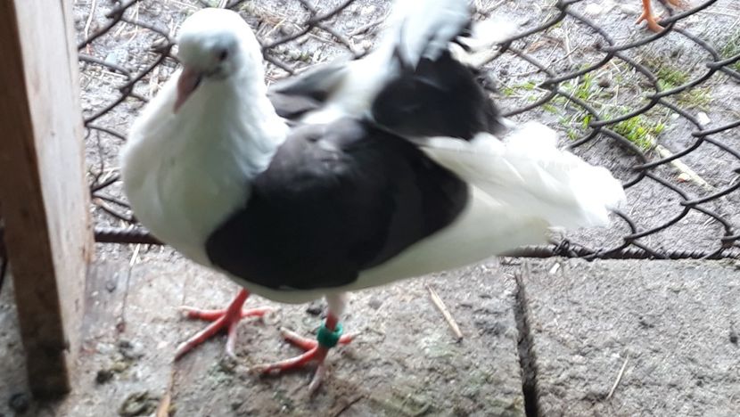  - cativa din porumbei mei 2018