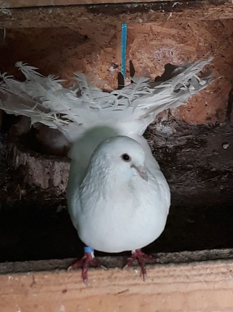  - cativa din porumbei mei 2018