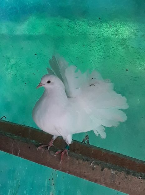  - cativa din porumbei mei 2018