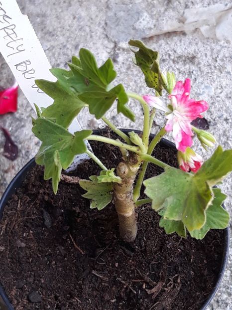  - Batterfly brian west