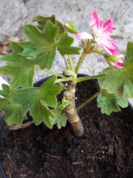  - Batterfly brian west