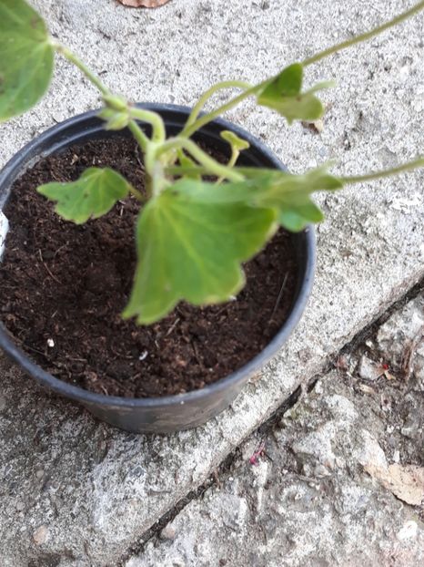  - Rushmoor platinum aniversary