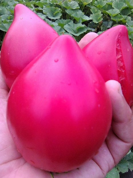 ANNA RUSIAN - Rozov si Anna Rusian