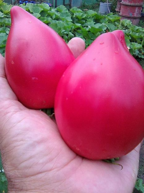 Photo0509 - Rozov si Anna Rusian