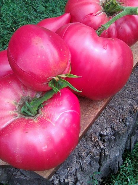 Photo0512 - Rozov si Anna Rusian