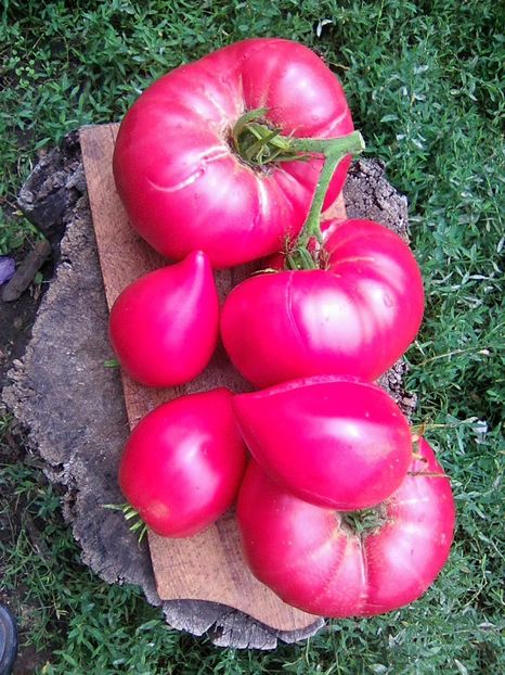 Photo0515 - Rozov si Anna Rusian