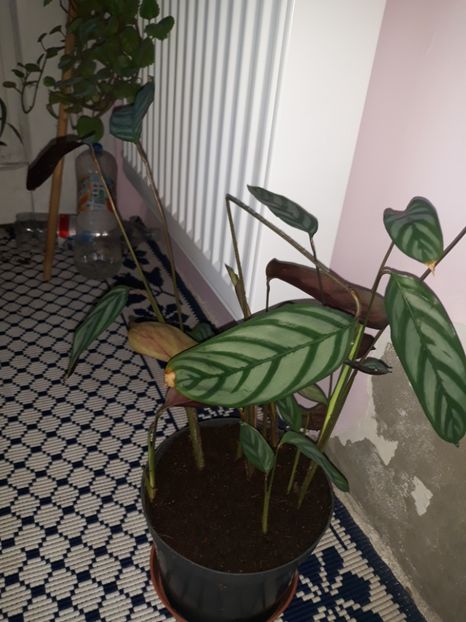 Maranta de la danao - Plantutele mele