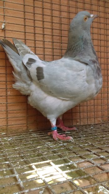  - DE VÂNZARE Pui Texani 2018