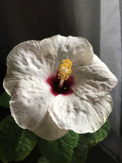 25.07.2018 - Saint Tropez - Hibiscus 2018