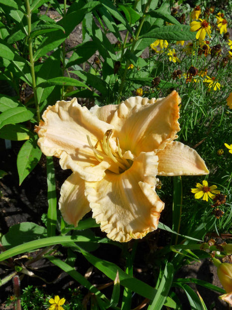  - Hemerocallis