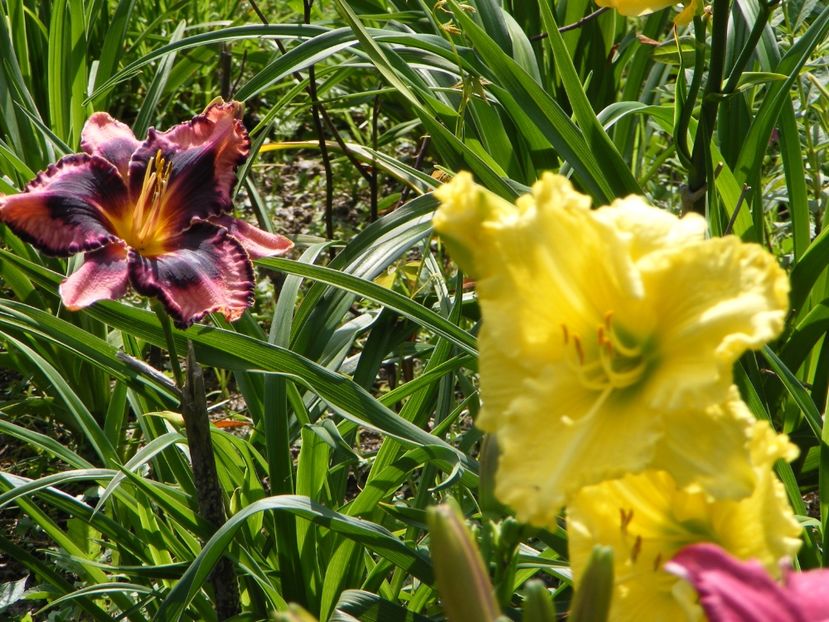 Simmons Overture si Omomuki - Hemerocallisi