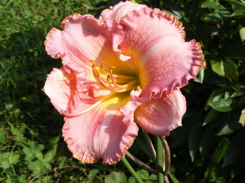 Sierra Grande - Hemerocallisi