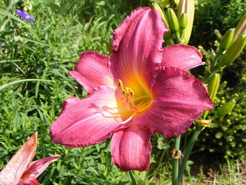 Ash Rosie - Hemerocallisi