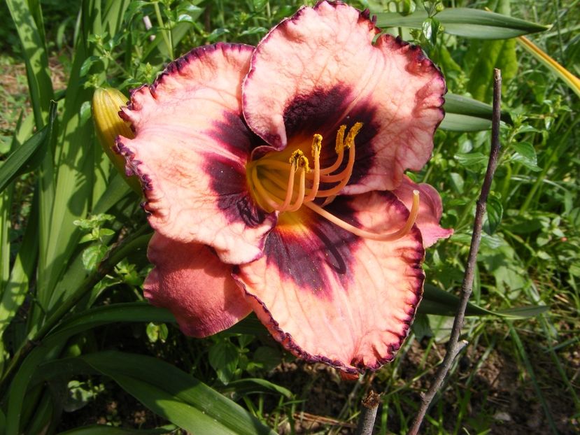 Adamas - Hemerocallisi