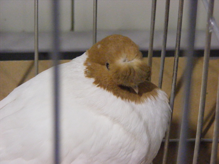 DSCF7490 - expozitzia de pasari galatzi 20-02-20010