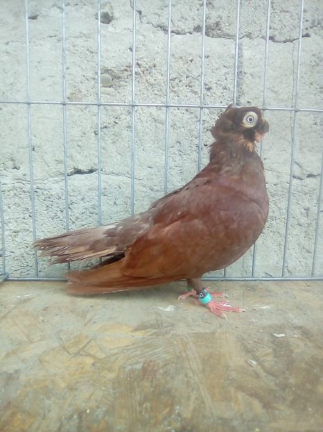  - Jucatori de Calarasi dublu motati
