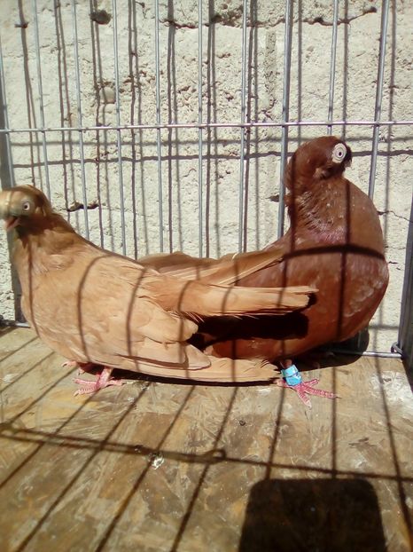  - Jucatori de Calarasi dublu motati