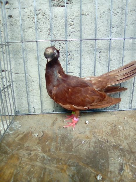  - Jucatori de Calarasi dublu motati