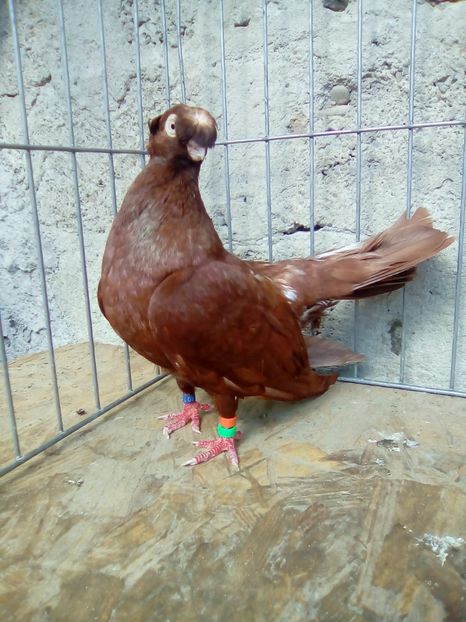  - Jucatori de Calarasi dublu motati