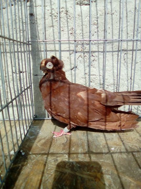  - Jucatori de Calarasi dublu motati