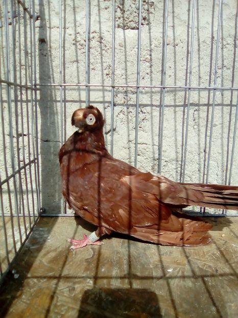  - Jucatori de Calarasi dublu motati