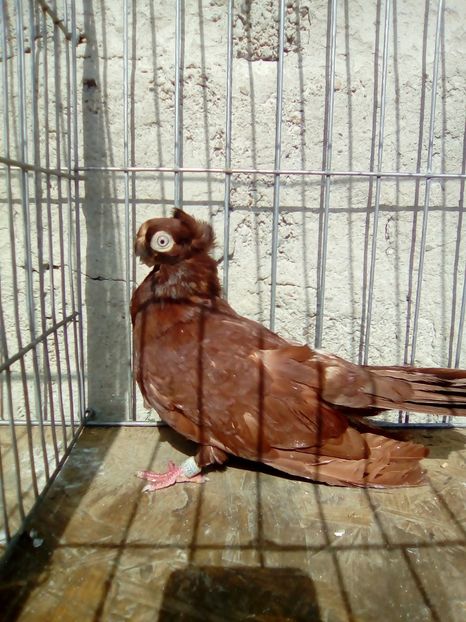  - Jucatori de Calarasi dublu motati