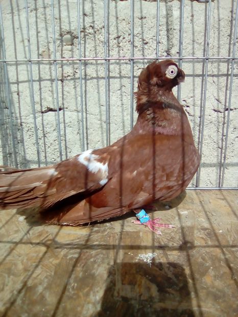  - Jucatori de Calarasi dublu motati