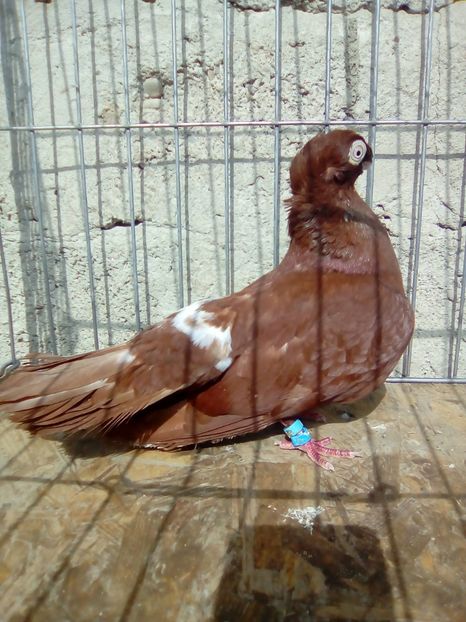  - Jucatori de Calarasi dublu motati