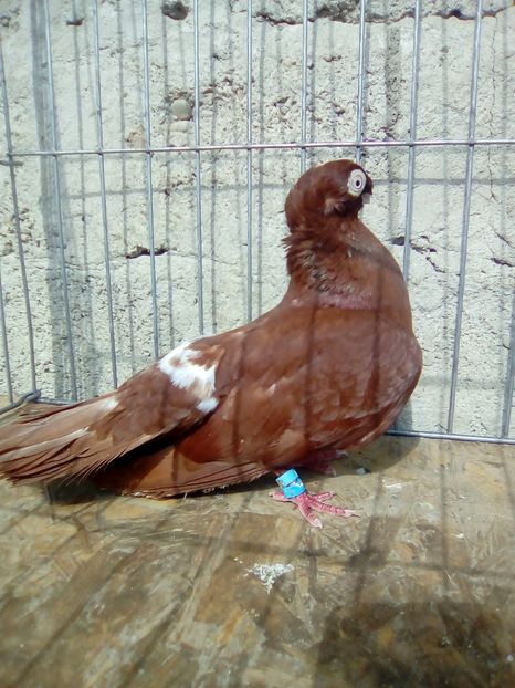  - Jucatori de Calarasi dublu motati