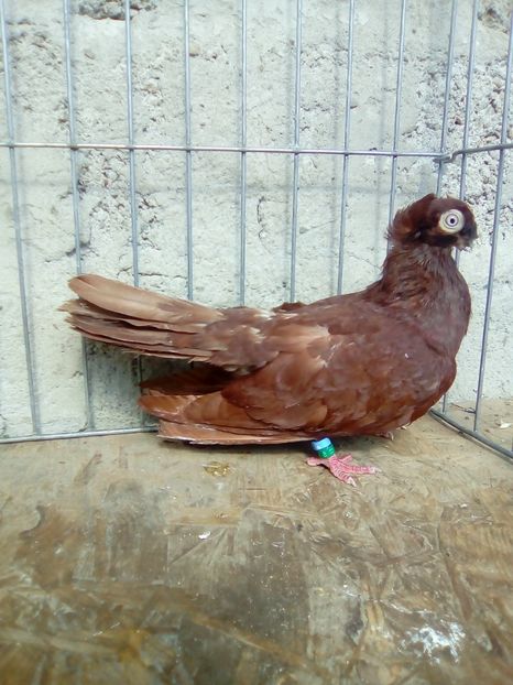  - Jucatori de Calarasi dublu motati