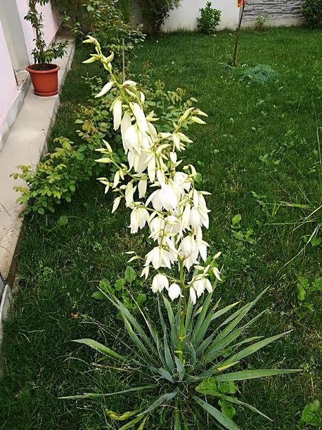  - Plante perene