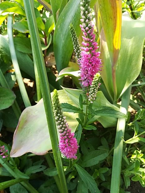  - Plante perene
