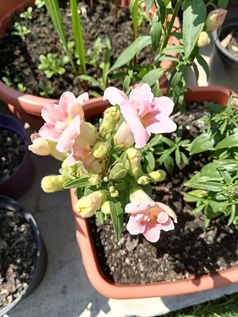  - Plante perene