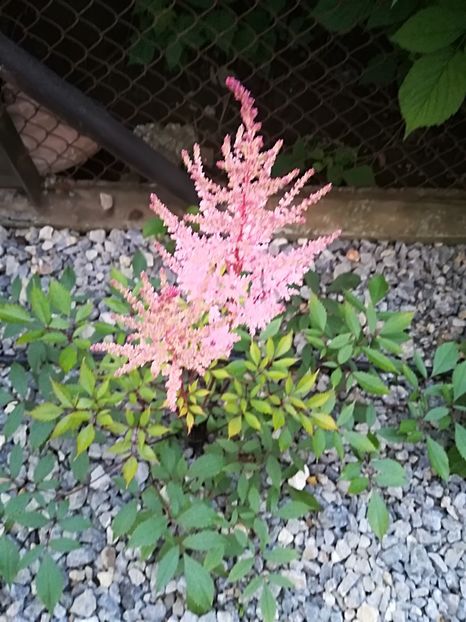  - Plante perene