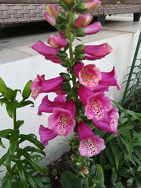  - Plante perene