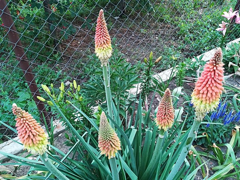  - Plante perene