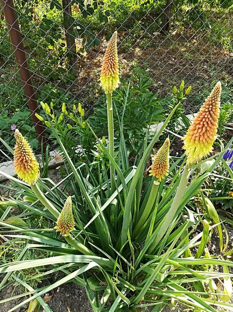  - Plante perene