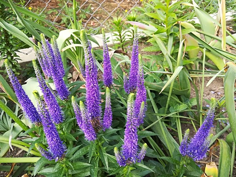  - Plante perene