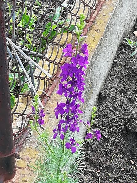  - Plante perene