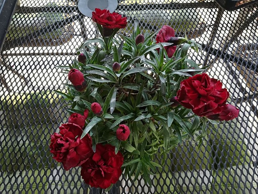  - Plante perene