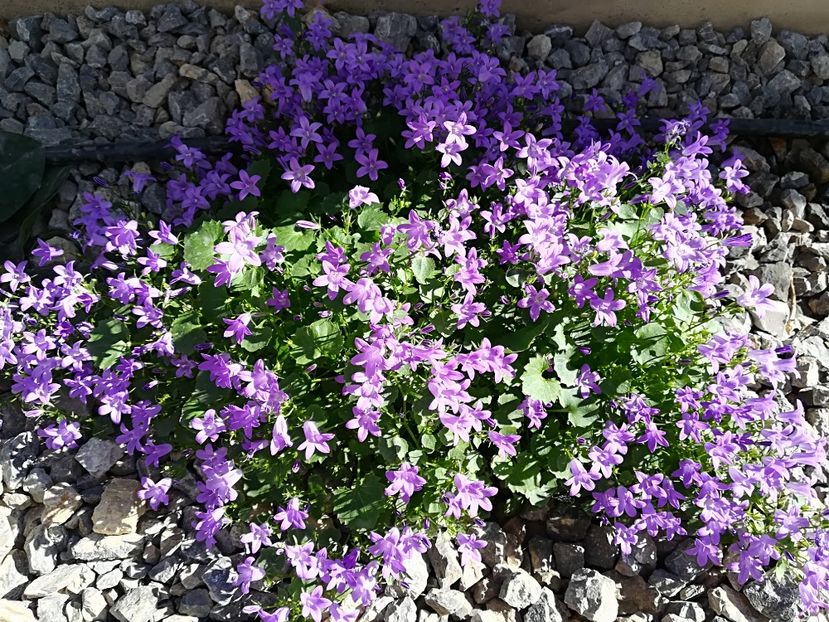  - Plante perene