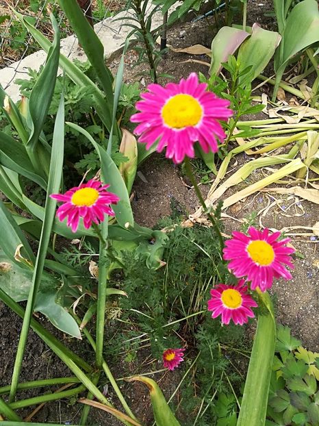  - Plante perene