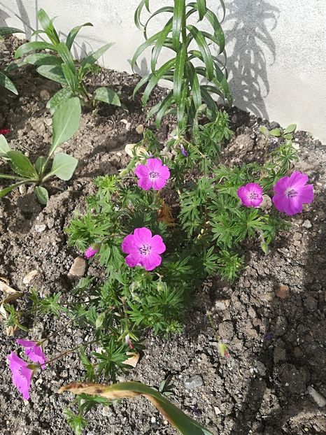  - Plante perene