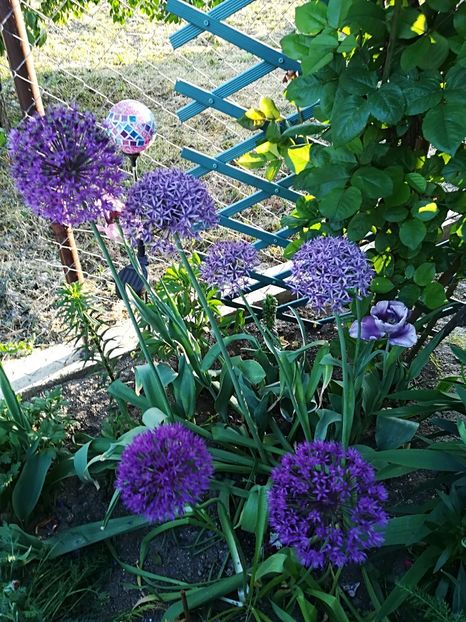  - Plante perene