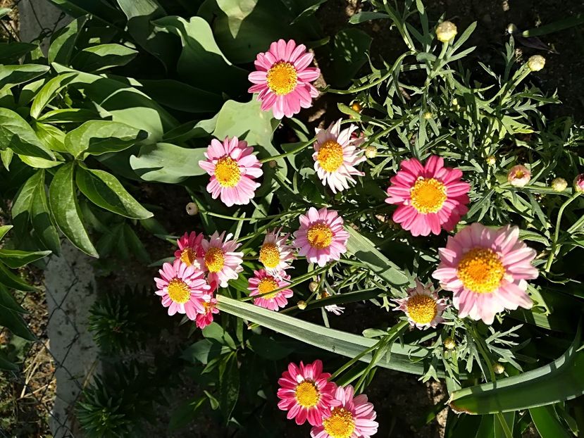  - Plante perene