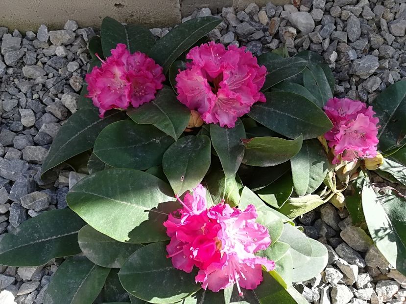 - Plante perene