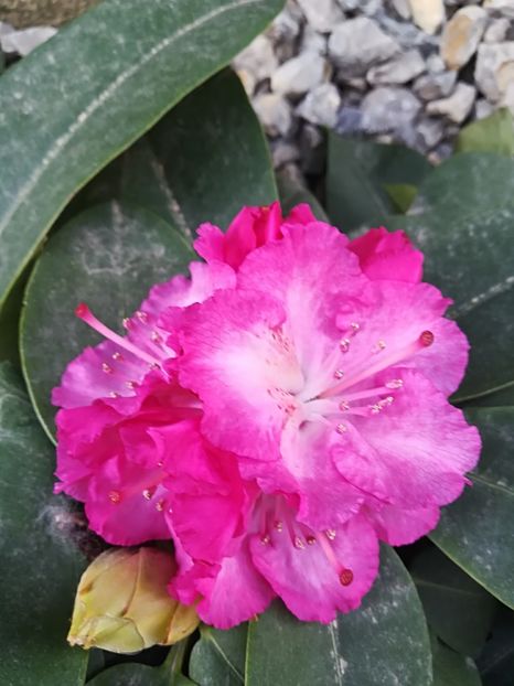  - Plante perene